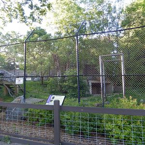 6/5/2020 - American Black Bear (former) & Arctic Fox Habitat