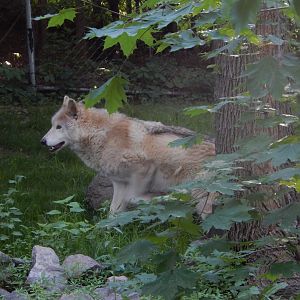 6/5/2020 - Apache (?)