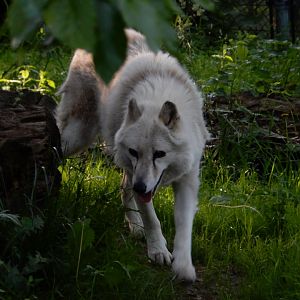 6/5/2020 - The Loner