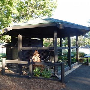 6/5/2020 - Snowy Owl Aviary