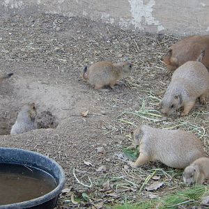 6/5/2020 - Prairie Dogs