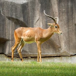 7/19/2020 - Male Impala