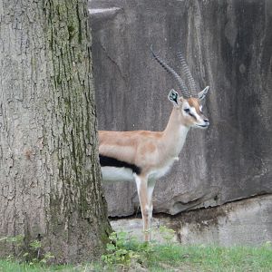 7/19/2020 - Thomson's Gazell