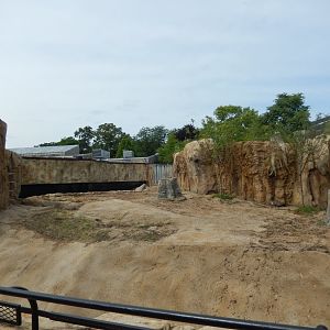 7/19/2020 - Nile Hippo Habitat