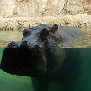 7/19/2020 - Happy Soaking Up Attention