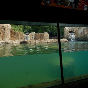 7/19/2020 - Nile Hippo Habitat - Underwater Viewing Area