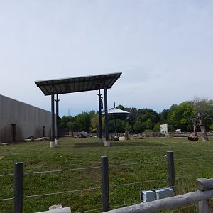 7/19/2020 - African Elephant Habitat