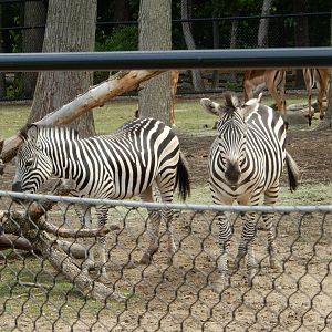 7/19/2020 - Plains Zebras