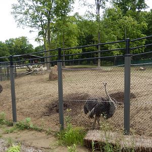 7/19/2020 - Impala Plains