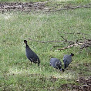7/19/2020 - Kenyan Crested Guineafowl