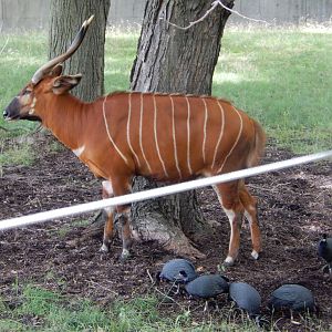 7/19/2020 - Guarding the Flock