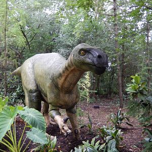 7/19/2020 - Iguanodon