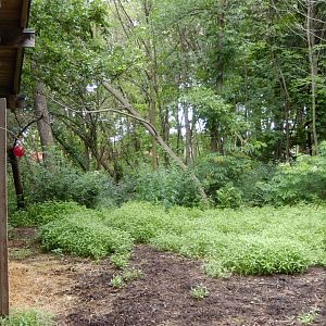 7/19/2020 - Moose Exhibit