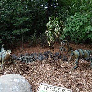 7/19/2020 - Coelophysis