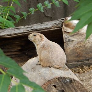 7/19/2020 - Prairie Dog