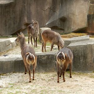 7/19/2020 - New Waterbuck Herd
