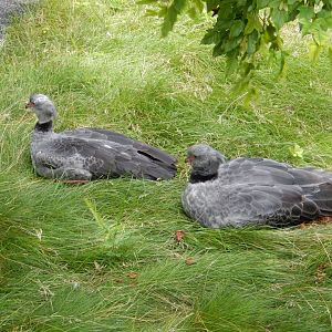 7/19/2020 - Crested Screamers