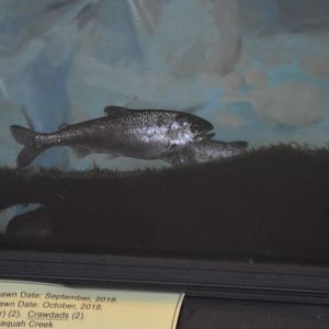 Oncorhynchus tshawytscha - Issaquah Salmon Hatchery