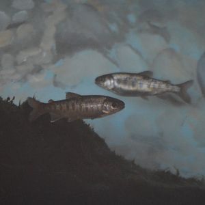 Oncorhynchus kisutch - Issaquah Salmon Hatchery