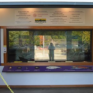 Hatchery Aquarium - Issaquah Salmon Hatchery