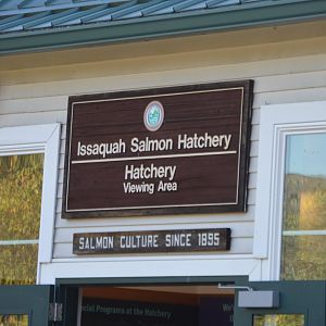 Hatchery Signage - Issaquah Salmon Hatchery