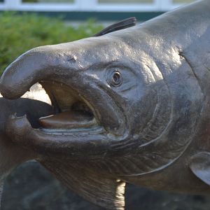 Oncorhynchus metallica - Issaquah Salmon Hatchery