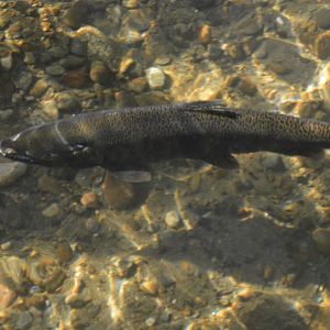 Wild Oncorhynchus tshawytscha - Issaquah Salmon Hatchery