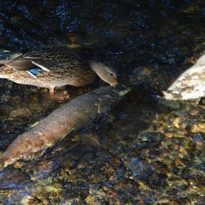 Anas platyrhynchos scavenging off of an Oncorhynchus tshawytscha - Issaquah Salmon Hatchery