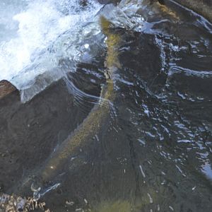Oncorhynchus tshawytscha falling down the Salmon Ladder - Issaquah Salmon Hatchery