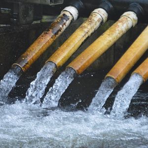 Juvenile Oncorhynchus kisutch attempting an escape - Issaquah Salmon Hatchery