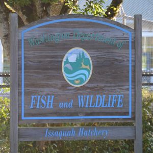 Hatchery Signage - Issaquah Salmon Hatchery