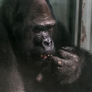 Gorilla