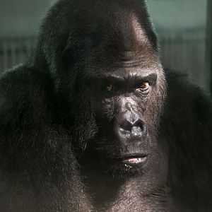 Gorilla