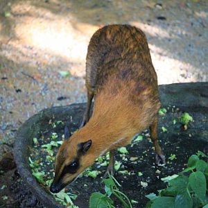 Greater Mouse-Deer (Tragulus napu rufulus)