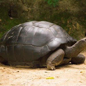 Iconic Aldabra Tortoise