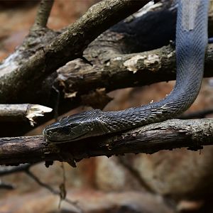 Black Mamba