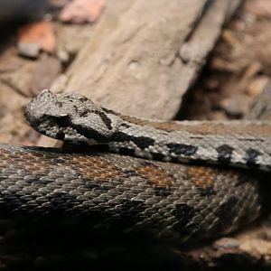 Armenian Viper