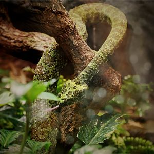 Mangshan Pitviper