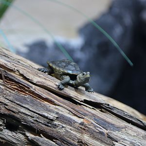 Diamondback Terrapin