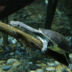 Parker's Snake-necked Turtle