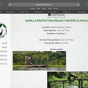 Djala’s Gorilla family update 3,The final in the series!