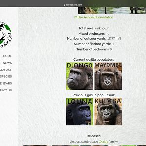 Djala’s Gorilla family update 2