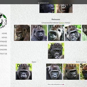 Djala’s  Gorilla family latest update 1