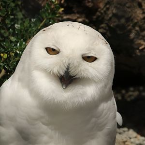 Snowy owl (June 2020)