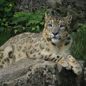 Snow leopard (June 2020)