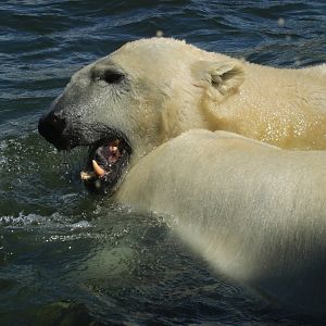 Polar bears (June 2020)