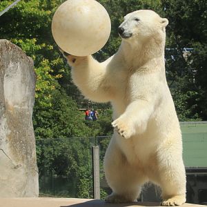 Polar bear (June 2020)