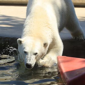 Polar bear (June 2020)