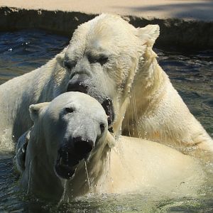Polar bears (June 2020)