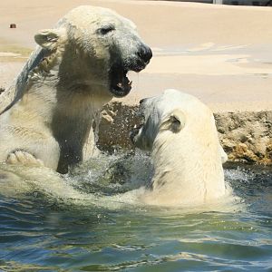 Polar bears (June 2020)